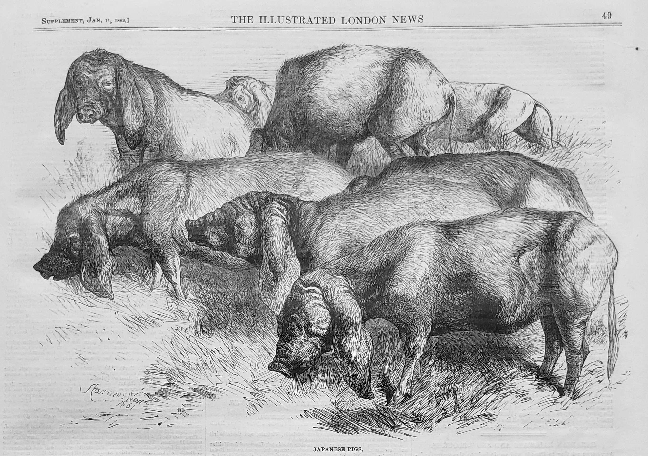1862 jan 4 Japanese pigs